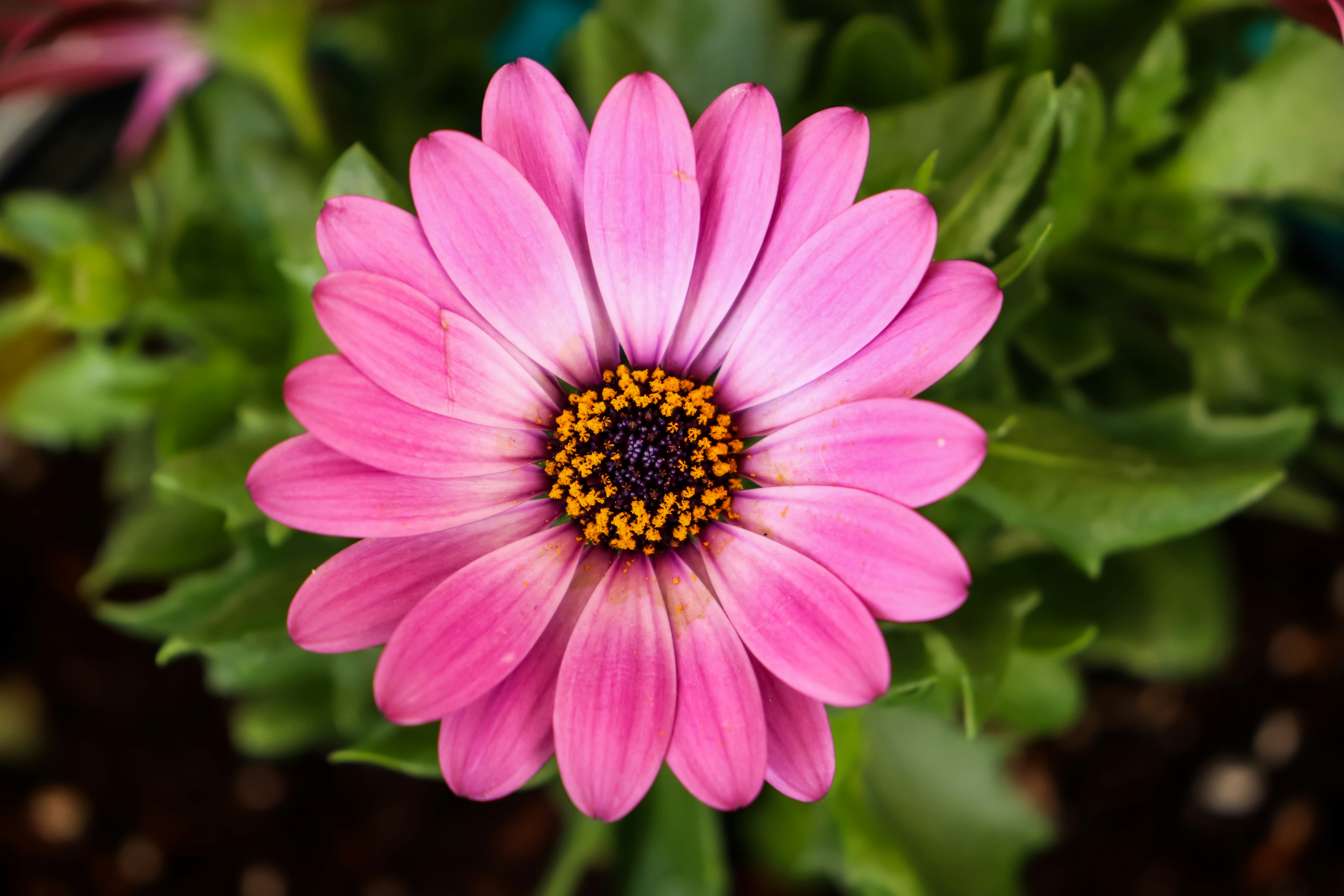 purple flower in tilt shift lens